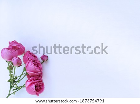 Pink ranunculi isolated on a white background. Gentle bouquet. Background for a greeting card.