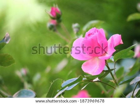 pink roze in the garden