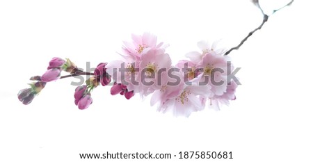 Close up pink almond flowers and buds on bare blurred branch without leaves,isolated on white background.Spring blossom season calendar concept.Horizontal scenic banner,copy space,interior wall decor.