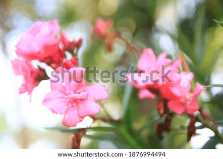 Pink Oleander Flower with Bokeh Background