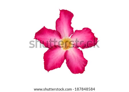 Desert Rose flower isolated on white background