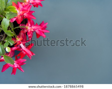 Pink Schlumbergera (Christmas cactus) flowers in a flower pot on a gray background with copy space