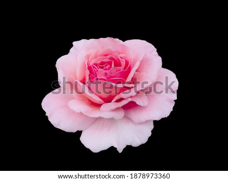 Pink classic rose isolated on a black background
