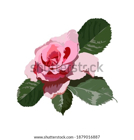 Vector drawing of a pink rose with leaves. Close-up flower isolated on white background, print for decoration of clothes, mugs, scrapbook.