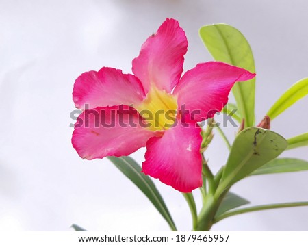 pink frangipani flowers bloom among the green leaves