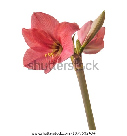 Blooming small-flowered Multiflora Hippeastrum (amaryllis)