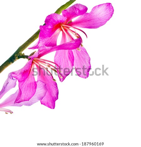 Spring flowering branches, pink flowers, no leaves  isolated on white background