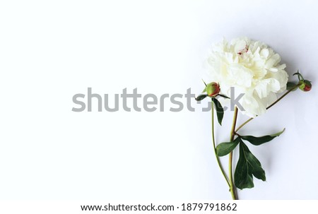 White peonies on a white background. Background for a holiday card, invitation.