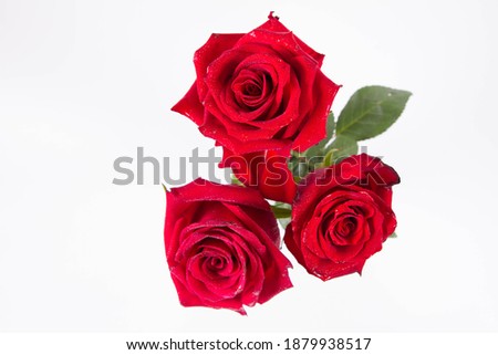 Red rose, seen from above, covered with drops of water, on a white background