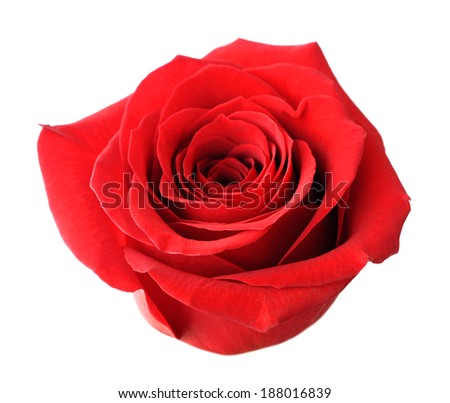single red rose isolated on white background 