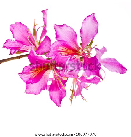 Spring flowering branches, pink flowers, no leaves isolated on white background