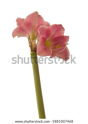 Flower Hippeastrum (amaryllis) Diamond  Group or  Sonata 