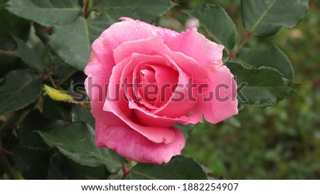 single unique pink rose looks awesome