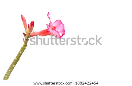 Impala lily isolated on white background