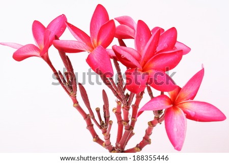 Red Frangipani flower isolated on white background