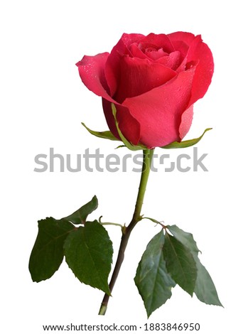 pink rose bud with leaves, delicate flower, white background