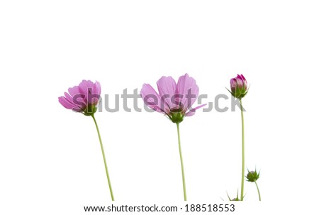 Blossom pink flower 