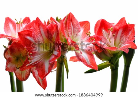 Studio shot of minerva red Christmas amaryllis flowers isolated with white background. Copy space