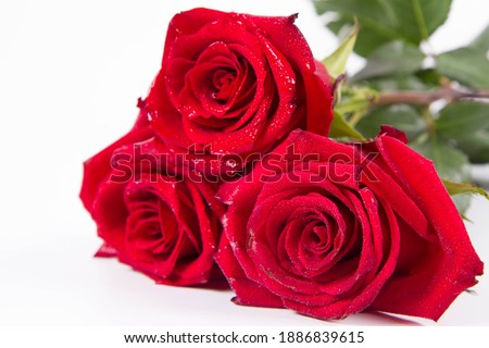 Red roses, covered with drops of water, on a white background	