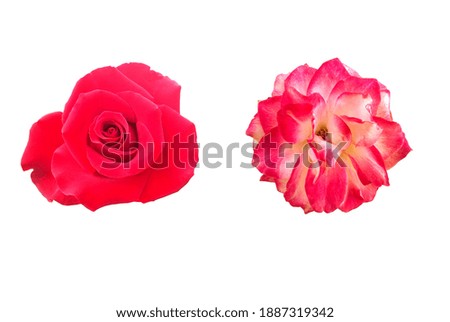 Two Red Rose Isolated On White Decoration Valentine Concept, Flower of Love