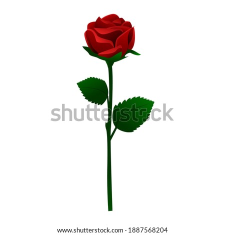 Single Detailed Rose Vector Illustration 