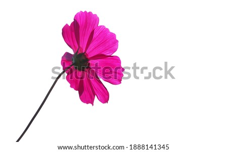 Pink cosmos, Isolated flower, cut outline on white background space for frame copy write postcard decorate pattern artwork arts, Artistic paper