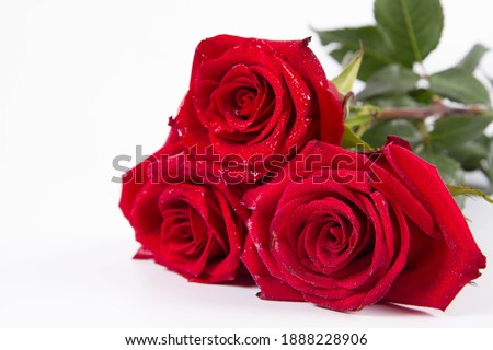 Red roses, covered with drops of water, on a white background	
