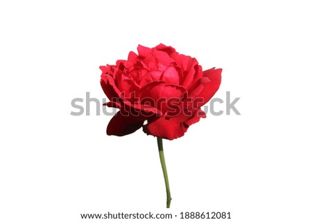 Red Rose in a white background