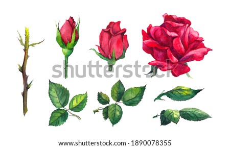 Red rose elements set for Valentine day - flower, buds, leaves. Watercolor botanical illustration. Vintage elegant clip art bundle