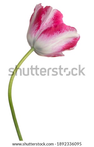 Studio Shot of Magenta Colored Tulip Flower Isolated on White Background. Large Depth of Field (DOF). Macro. Close-up.