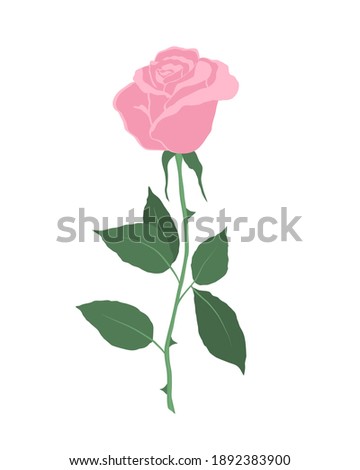 Pink rose with green leaves on a white background. Summer  flowers. Vector illustration