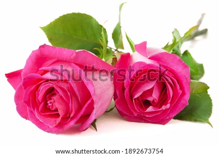 two pink roses on white background closeup