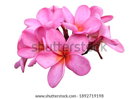 Plumeria - Pink Frangipani isolated on white background               