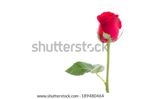 Red rose isolated on white