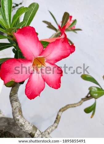 beautiful flower in the garden