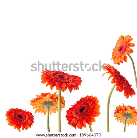 orange Gerber flowers over white background
