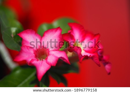 Pink flowers in red background.