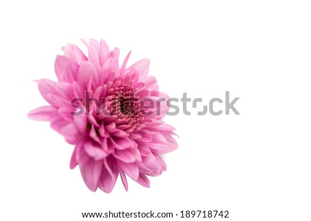 chrysanthemum flower on a white background