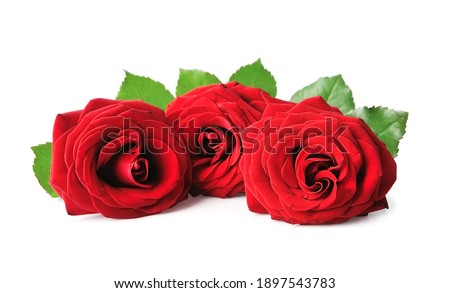 red Rose isolated on white backgrounds.