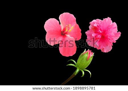 Floral Design Of Hibiscus Syriacus Flower Isolated On Black Background. Chinese rose.Festival Love. Macro object