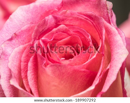 Close-up of beautiful pink rose.