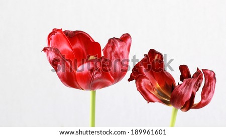 Red tulip flowers taken in studio with white background