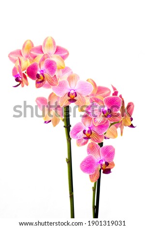 Beautiful pink orchid  - phalaenopsis - white background