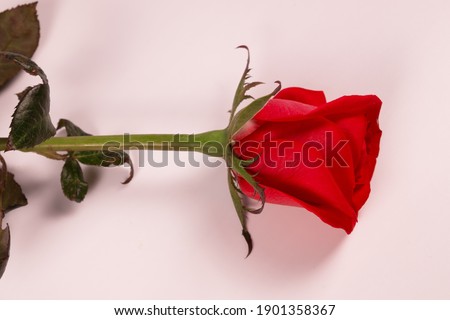 red rose in the center of the frame with stem and leaves