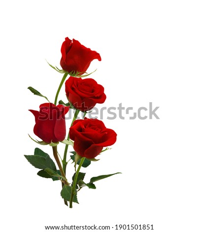 Red rose isolated on white background 