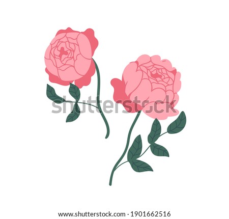 Two elegant pink peony roses. Gorgeous blossomed flowers with lush petals isolated on white background. Botanical floral elements. Colorful flat vector illustration