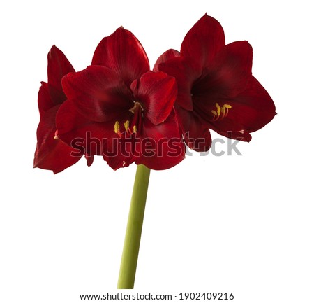 Blooming  dark red hippeastrum (amaryllis) Galaxy Group 