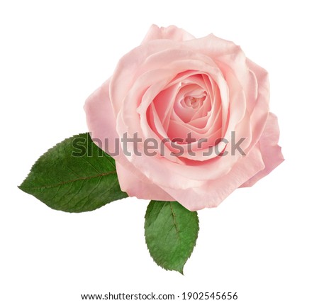 light pink rose with two leaves