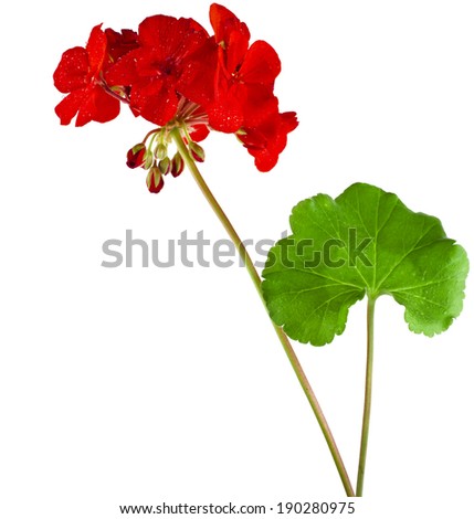 Geranium Pelargonium Flowers with copy space for text on white background