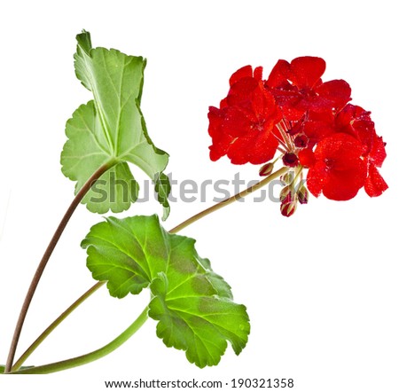 Zonal Geranium Flowers with copy space for text on white background